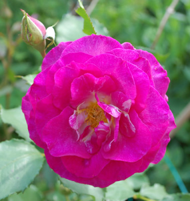 Melodie_Parfumee_Clg_0010__R_28432.jpg