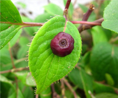 Helwingia-japonica-02.08.2023.jpg