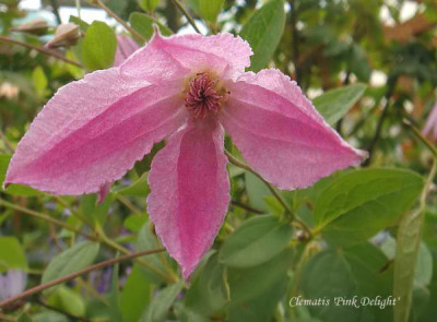 Clematis_diversifolia_Pink_Delight.jpg
