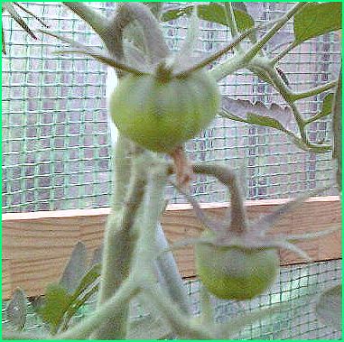 BlackRussianFruit1.jpg