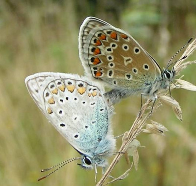 Polyommatus_icarus_-_Hauhechelblaeuling_02.jpg