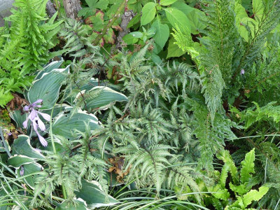 2023-08-03 Athyrium nipponicum cristato-flabellatum.jpg