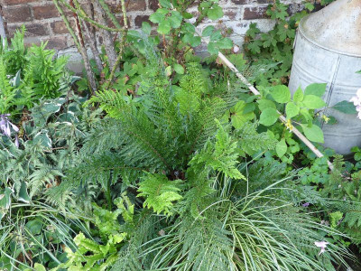 2023-08-03 Polystichum setiferum 'Bevis' 2.jpg
