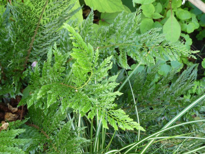 2023-08-03 Polystichum setiferum 'Bevis'.jpg