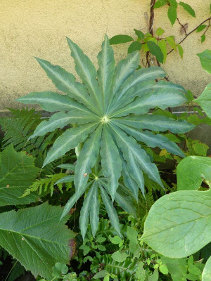 2023-08-03 Arisaema consanguineum 'Silver Center'.jpg