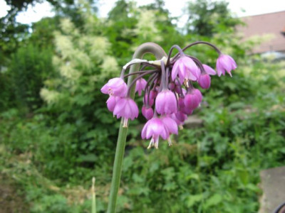 Allium_stellatum.jpg