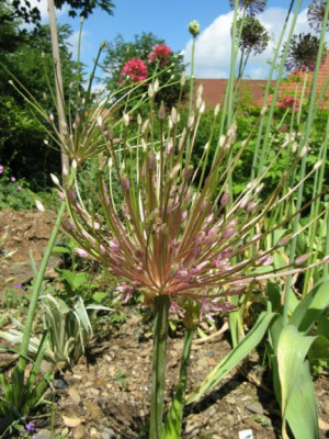 Allium_schuberti.jpg