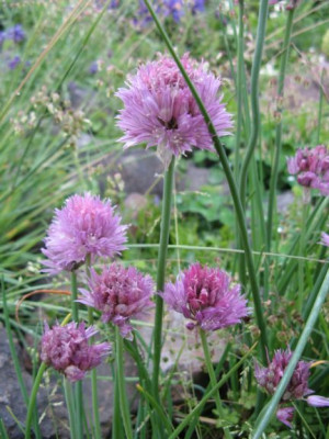 Allium_ahnlich_shoenoprasum.jpg