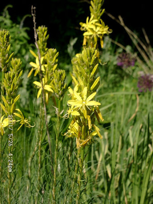 05260010_eAsphodeline_lutea.JPG