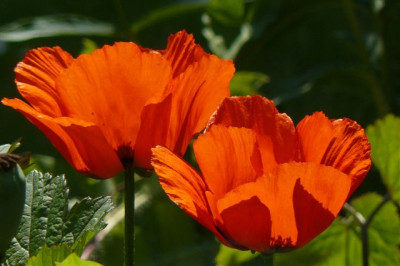 Mohn.21.06.2008.40.JPG
