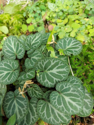 Viola koreana HG.jpg
