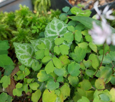 Viola koreana oder.jpg