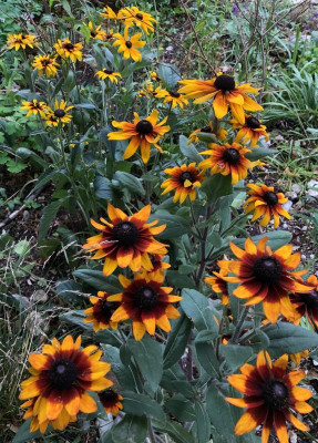 IMG_2165.jpeg