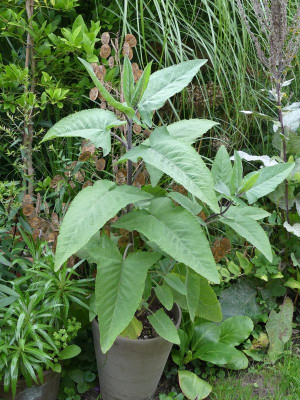 2023-08-03 Lepechinia hastata.jpg