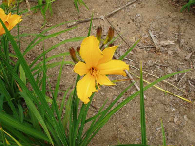 Hemerocallis1_ue.jpg