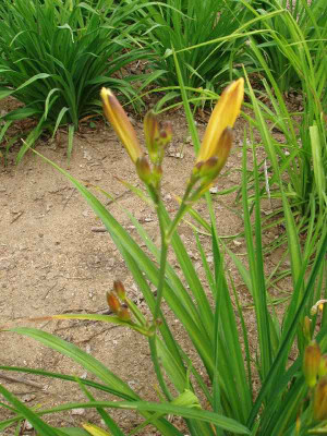 Hemerocallis2_ue.jpg