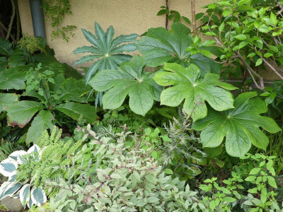 2023-08-03 Podophyllum versipelle.jpg