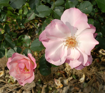 Santa_Catalina_0010_DSC_8670.jpg