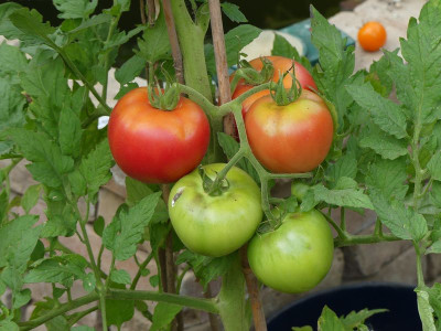 2023-08-05 Tomaten Amela.jpg