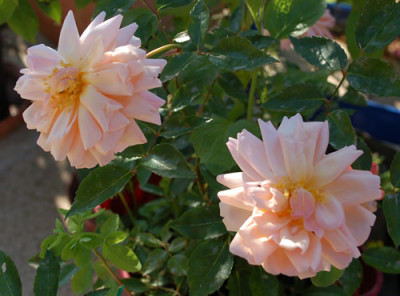 Arethusa_0010__28483.jpg
