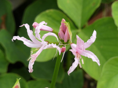 2023-08-04 Nerine bowdenii.jpg