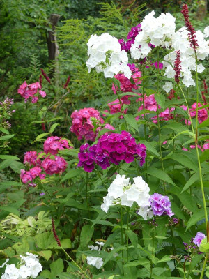 2023-08-04 Phlox 1.jpg