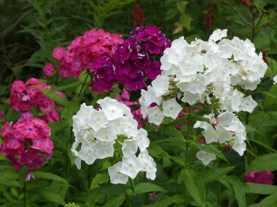 2023-08-04 Phlox 2.jpg