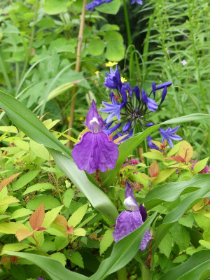 2023-08-04 Roscoea purpurea var. auriculata.jpg