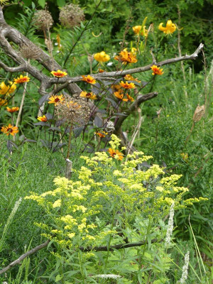 2023-08-04 Solidago 'Super'.jpg