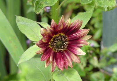 2023-08-04 Helianthus annuus 2.jpg