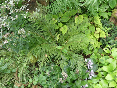 2023-08-04 Polystichum setiferum 'Druery'.jpg