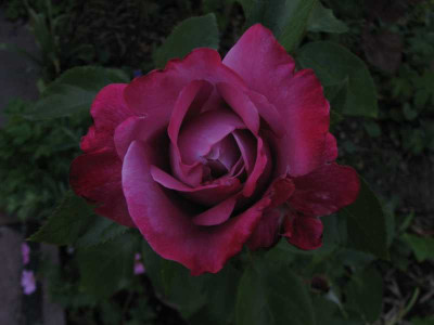 blue_river_2008.jpg