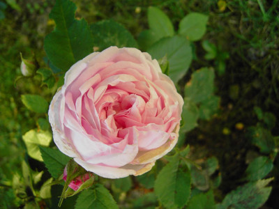 Mme.-Louis-Leveque.jpg
