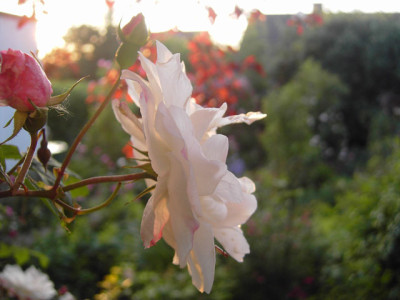 Venusta-Pendula.jpg