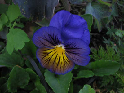viola_blaugelb.jpg