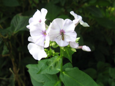 Phlox amplifolia Hessenhof.JPG