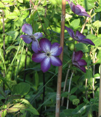 viticella_venosa_violacea_2008.jpg
