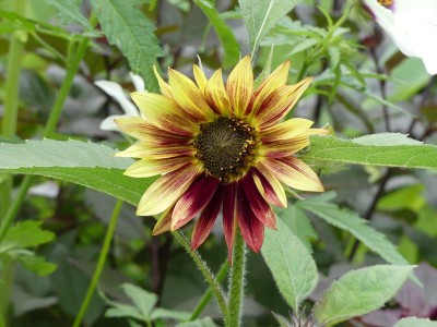 2023-08-06 Helianthus annuus 1.jpg