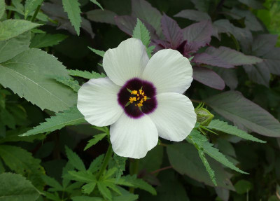 2023-08-06 Hibiscus cannabina 2.jpg