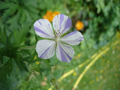 Groenanderung_DSC03678.JPG
