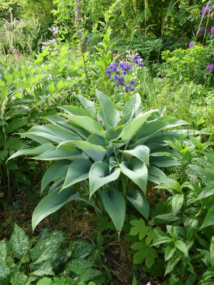2021-06-06 Hosta 'Phoenix'.jpg