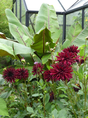 2023-08-06 Dahlien 'Nuit d'Été' 1.jpg