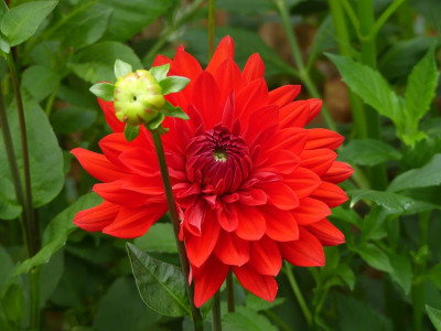 2023-08-06 Dahlien 3.jpg