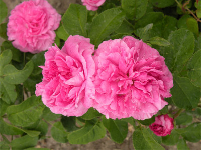 delambre_01.jpg