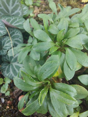 Saxifraga hirculus.jpg