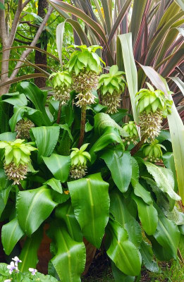 20230807_160942 Eucomis bicolor.jpg