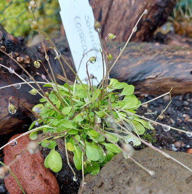 Solenopsis corsica.jpg