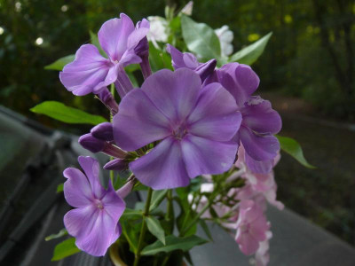 55.Sä.Düsterblau_Groob_Ga_P1100334.JPG
