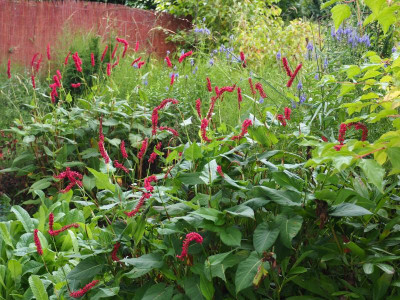 Persicaria Blackfield und Fat Domino P8040038.JPG