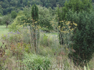 Foeniculum vulgare Smokey P7300008.JPG